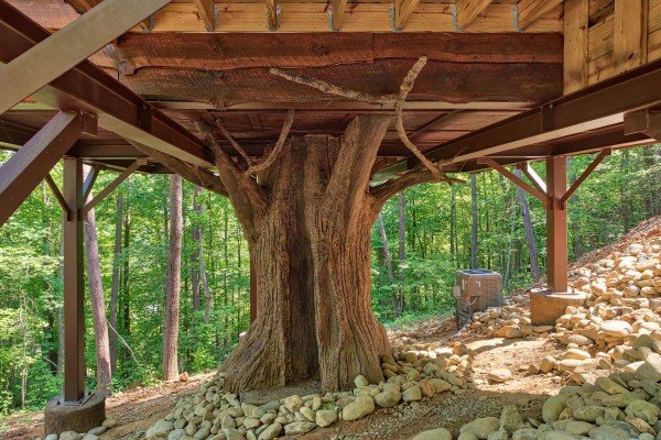 The tree trunk underneath the tree house style cabin at Out on a Limb, a 1 bedroom cabin rental located in Gatlinburg