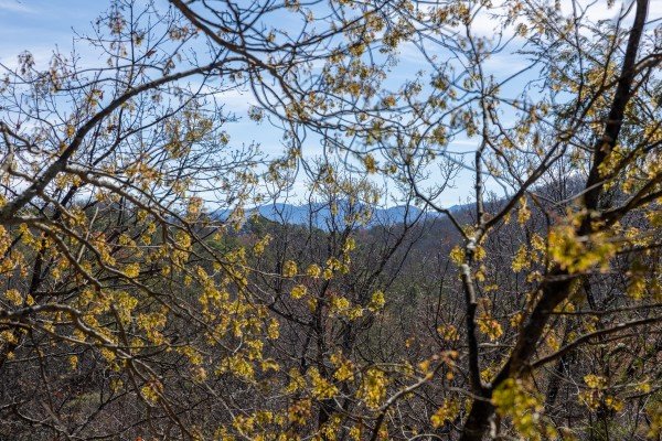 Winter view through the trees at Moonlit Pines, a 2 bedroom cabin rental located in Pigeon Forge