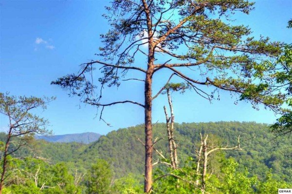 A tall tree growing at Rising Wolf Lodge, a 3 bedroom cabin rental located in Pigeon Forge
