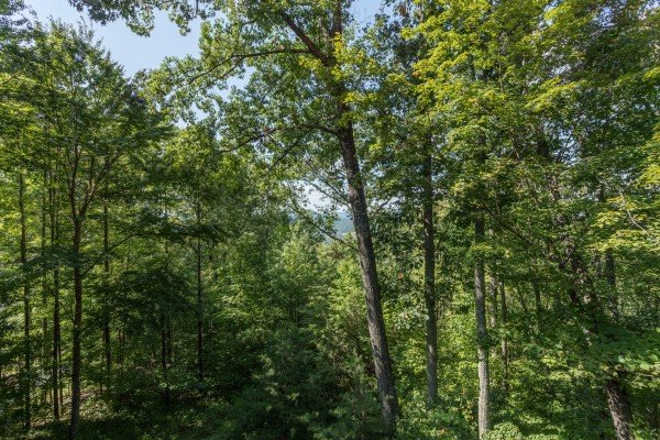 View of the trees at Friends in High Places, a 4-bedroom cabin rental located in Pigeon Forge