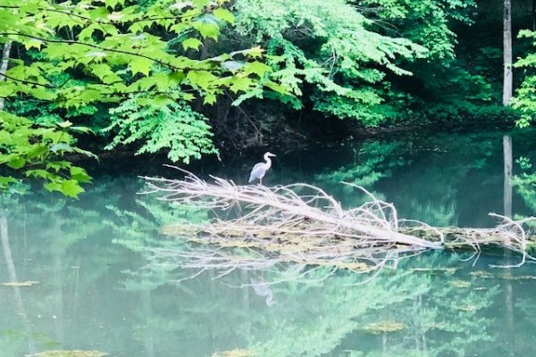 A blue heron in the stream at Swept Away in the Smokies, a 1 bedroom cabin rental located in Pigeon Forge