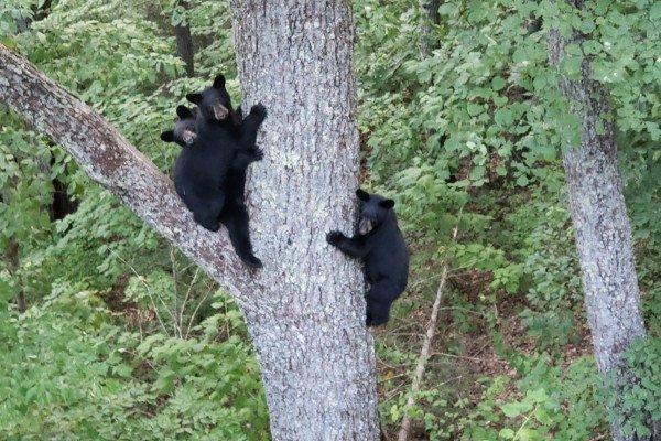 Three bears in a tree at Tip Top View, a 3 bedroom cabin rental located in Pigeon Forge